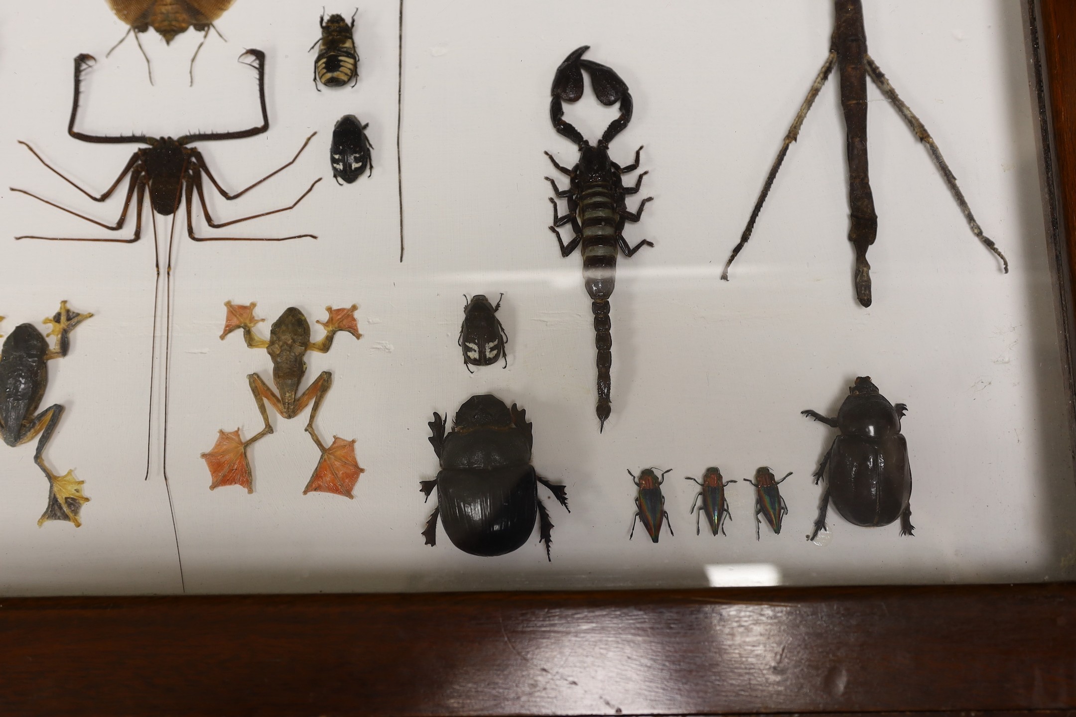 Entomology- a cased taxidermy display of tree frogs, scorpions, stick insects, beetles and flying lizards